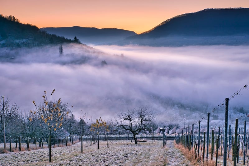 Vineyard Stay